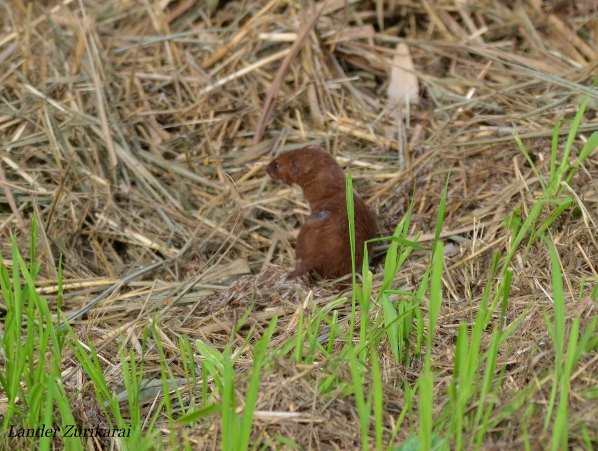 小鼬鼠 - ML643731631