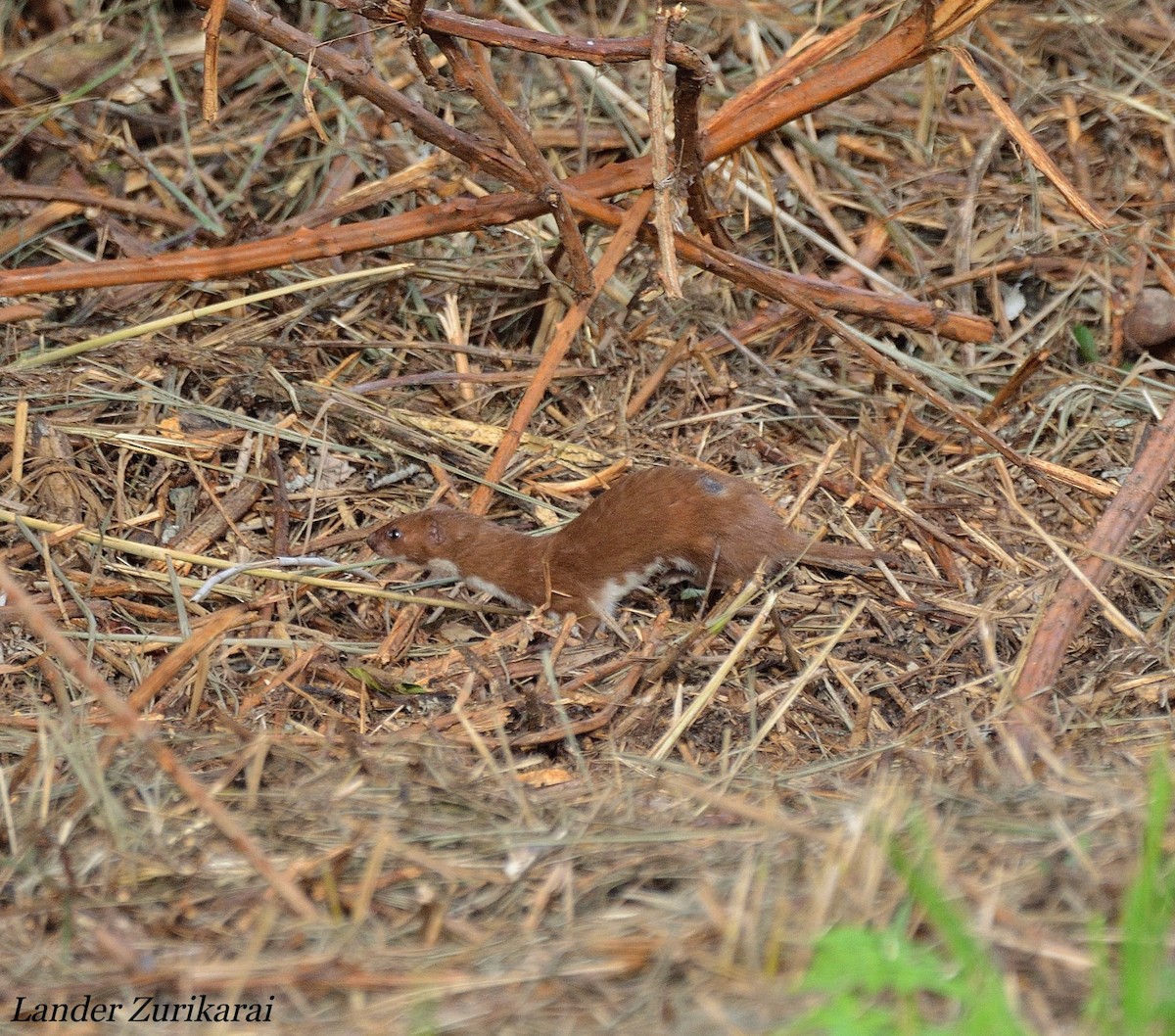 小鼬鼠 - ML643731632