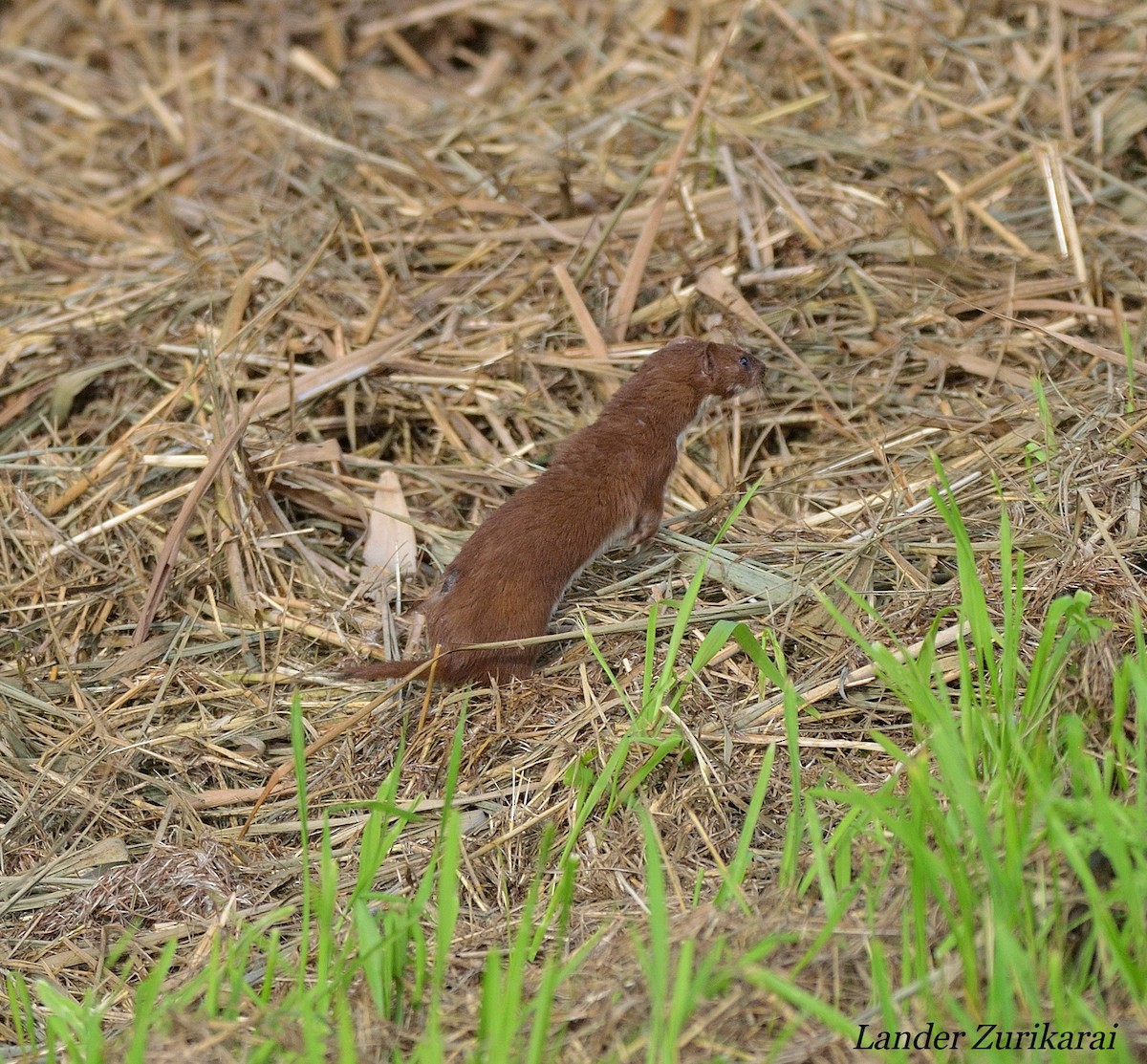 小鼬鼠 - ML643731634