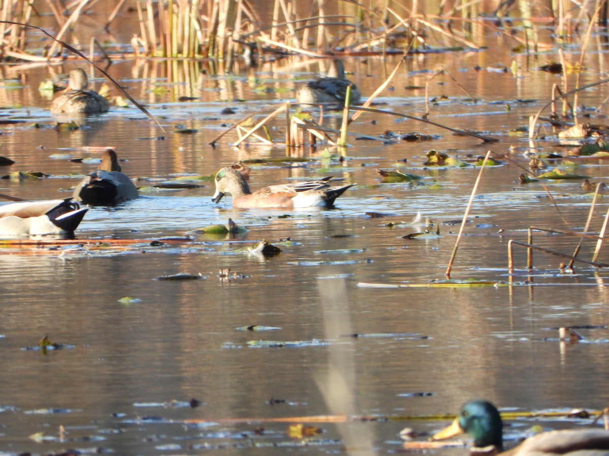American Wigeon - ML643731640