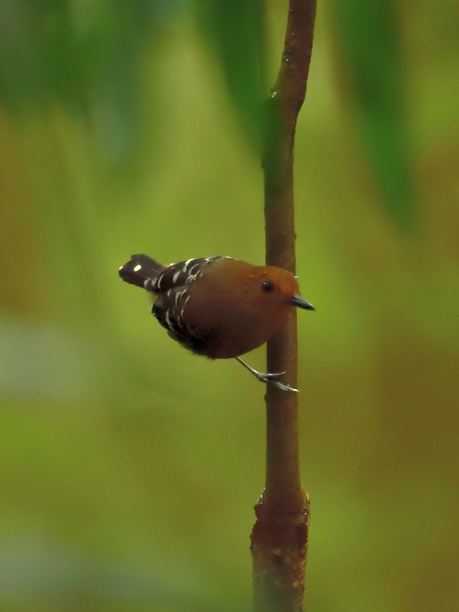 Common Scale-backed Antbird - ML643731651