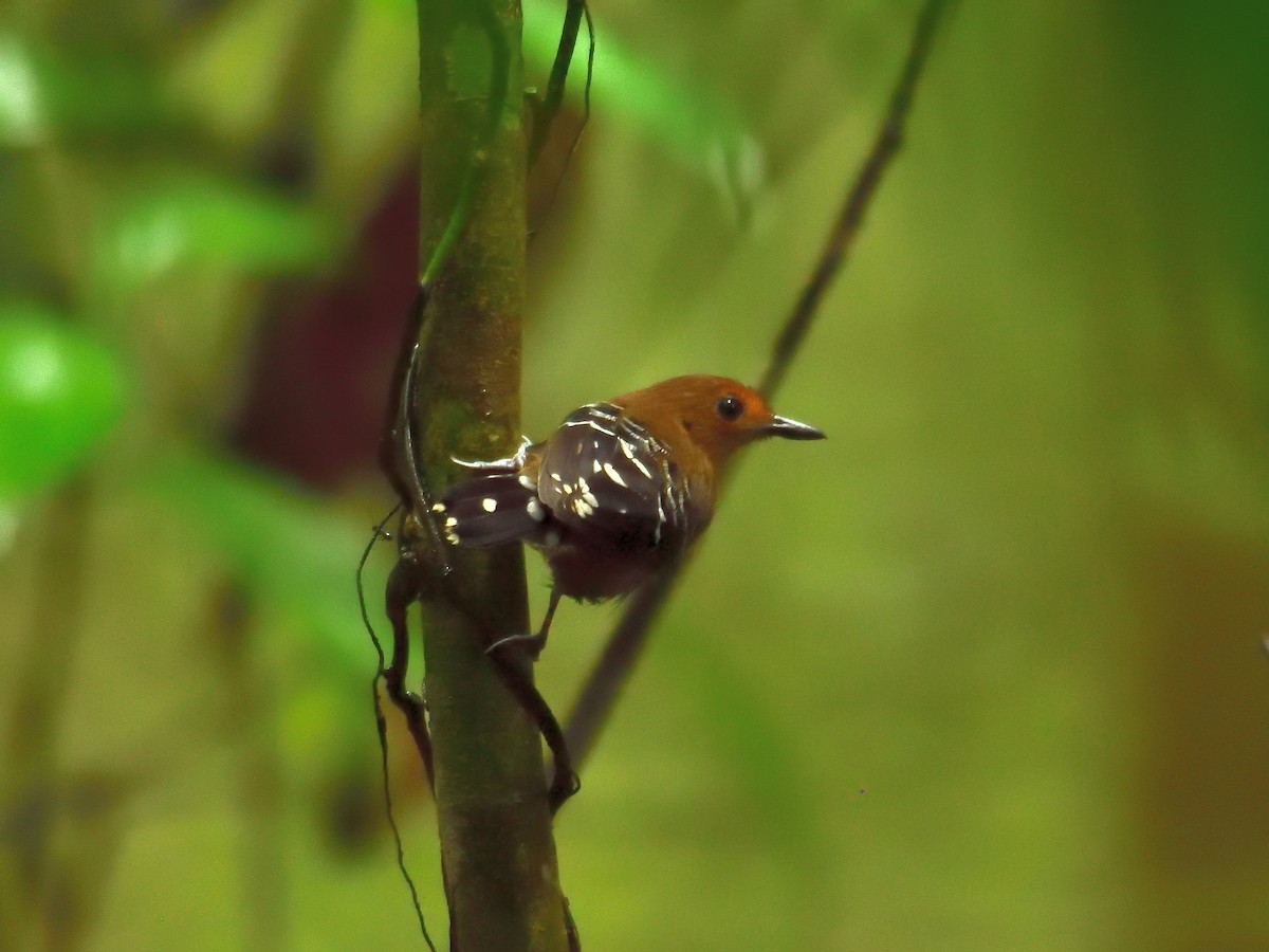 Common Scale-backed Antbird - ML643731653