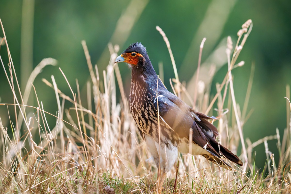 Carunculated Caracara - ML643731707