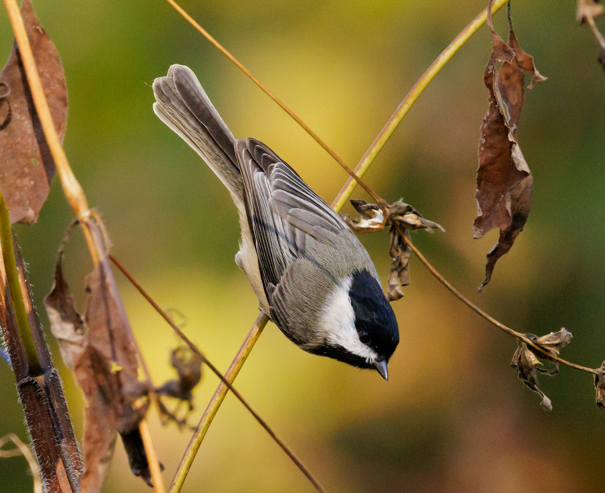Carolina Chickadee - ML643731724