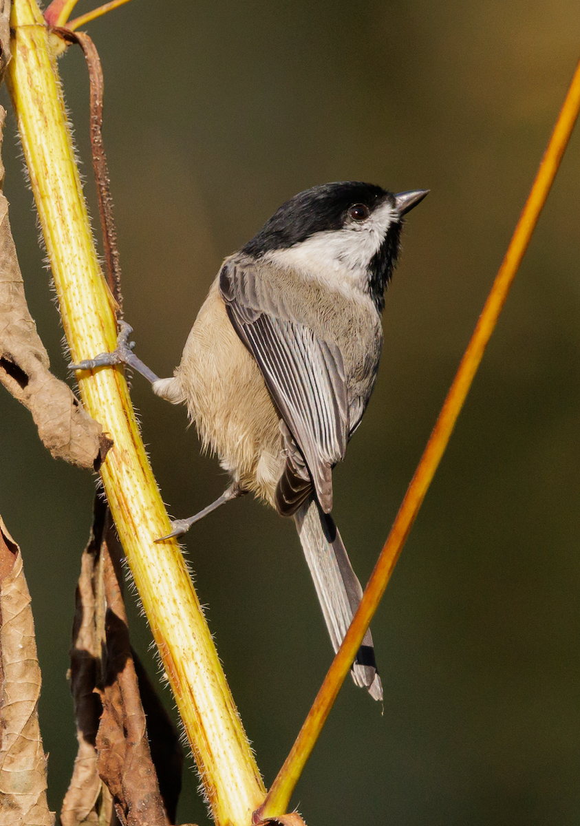 Carolina Chickadee - ML643731725