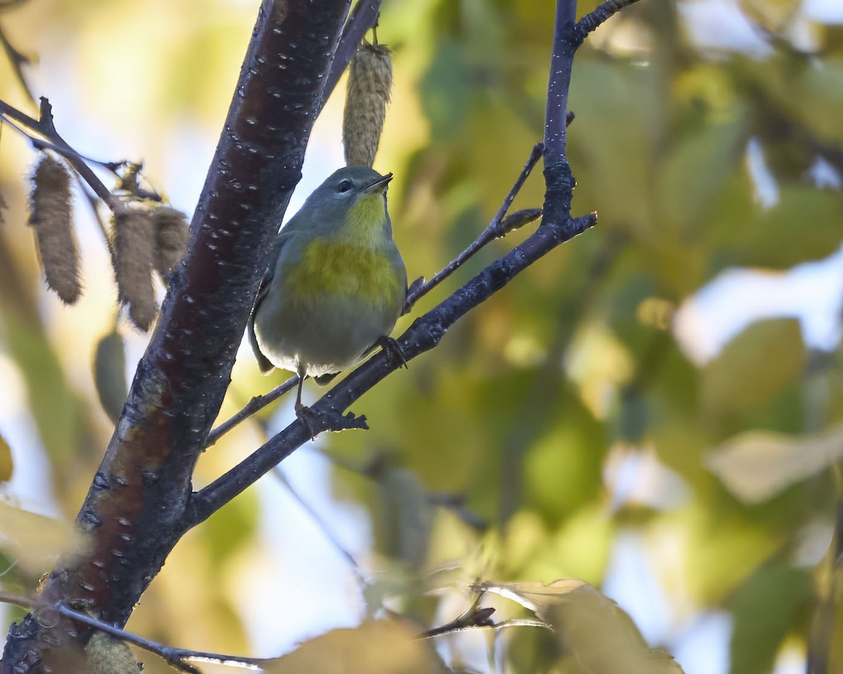 Пісняр північний - ML643731730