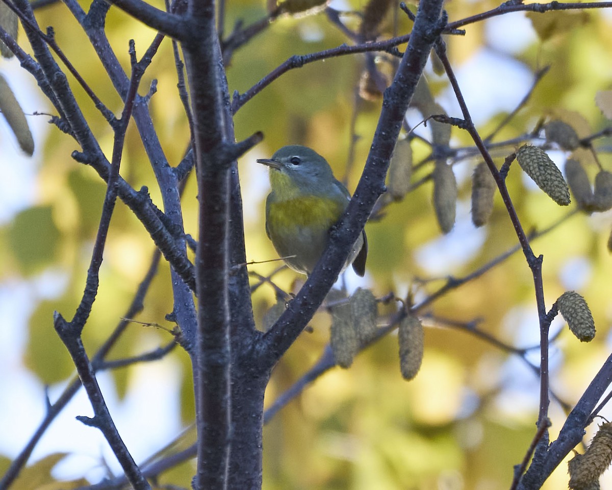 Пісняр північний - ML643731731