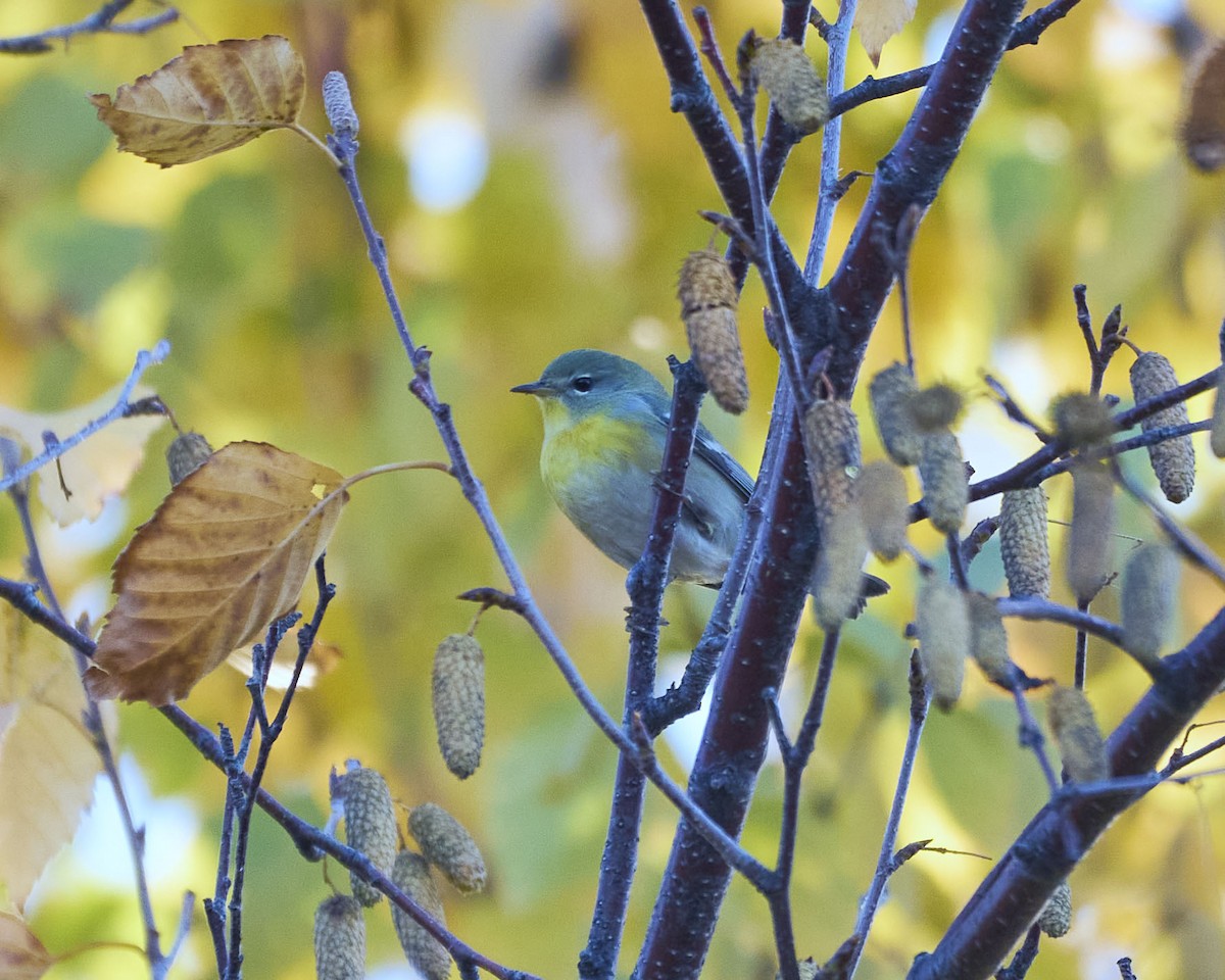 Пісняр північний - ML643731732