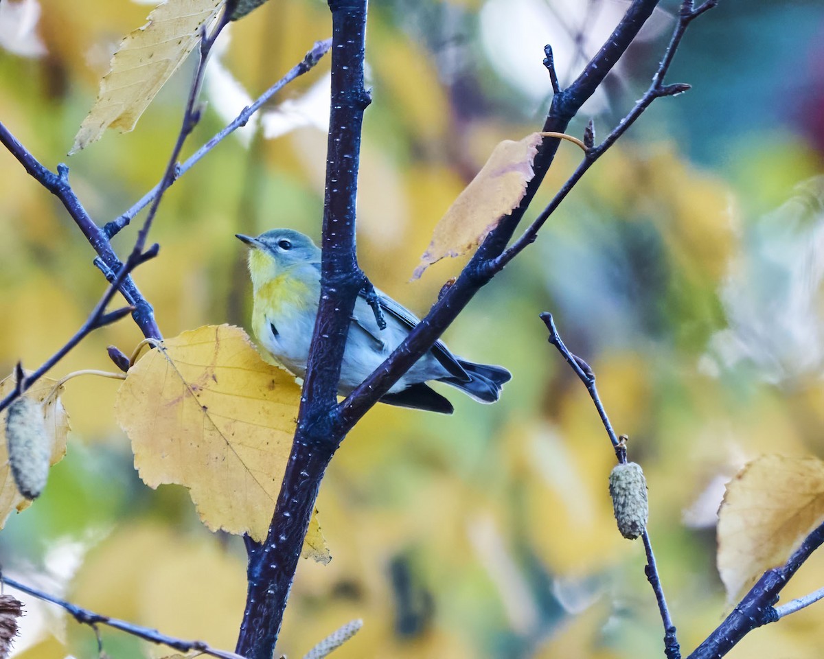 Пісняр північний - ML643731733