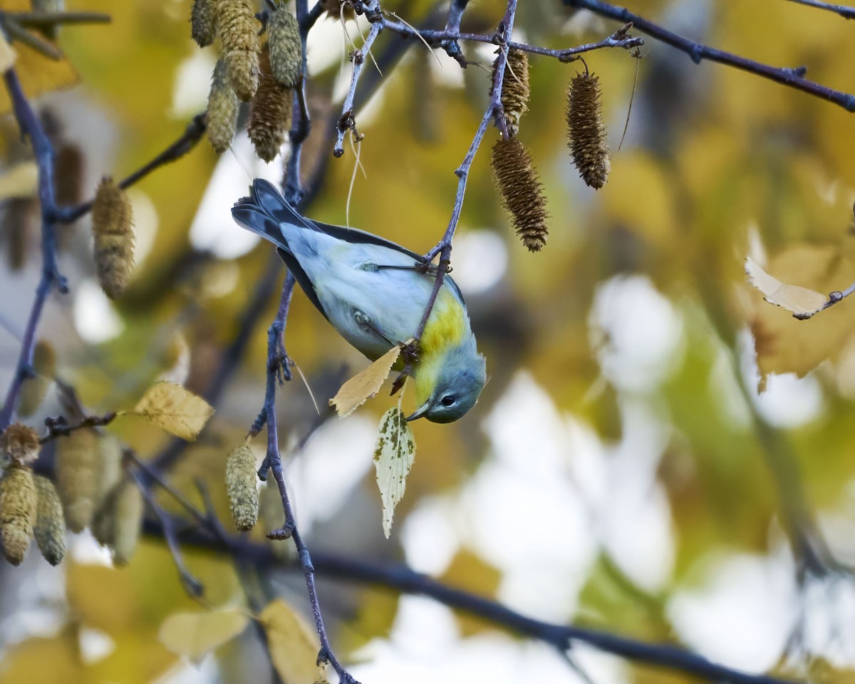 Пісняр північний - ML643731734
