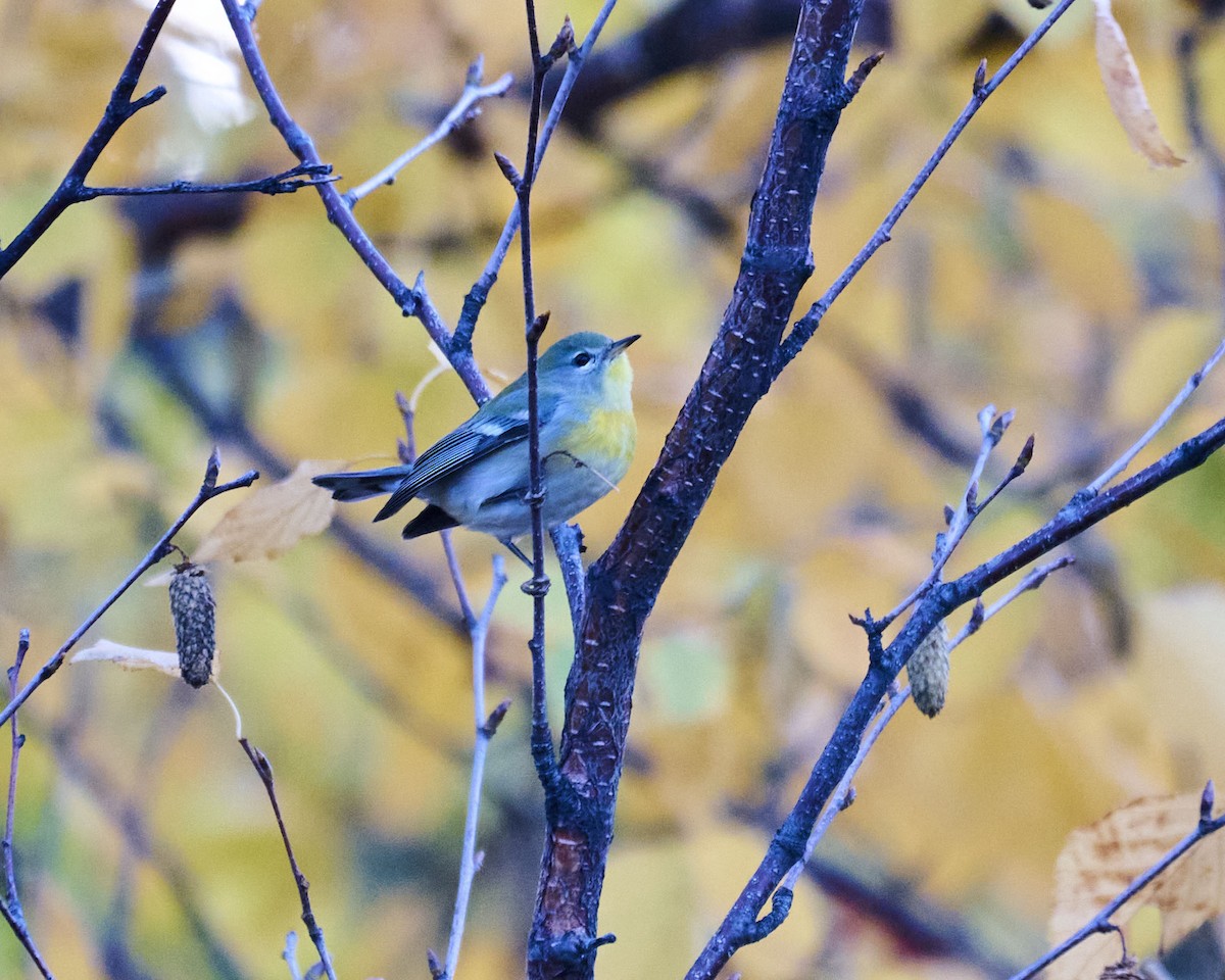 Пісняр північний - ML643731735