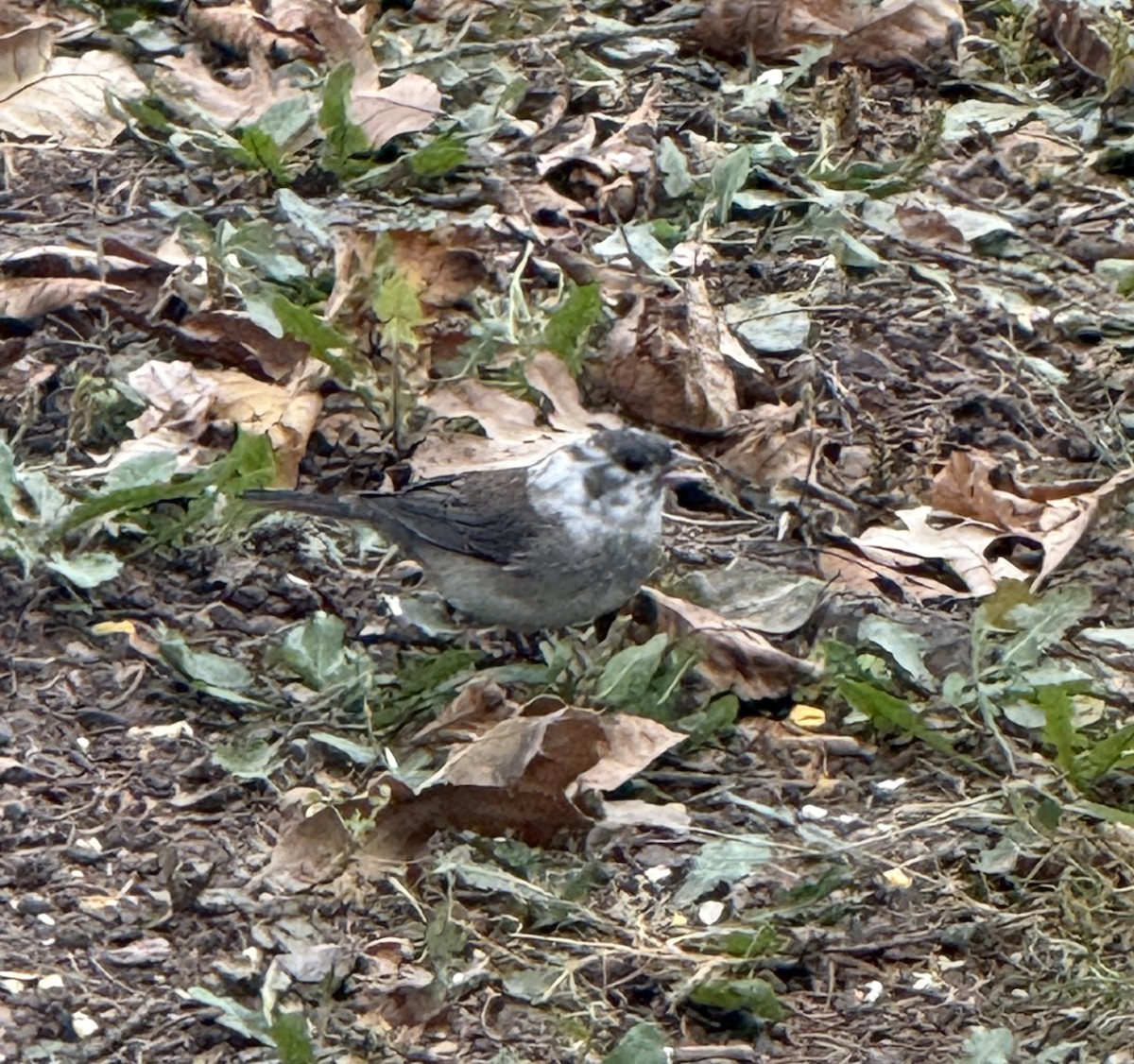 Dark-eyed Junco - ML643731740