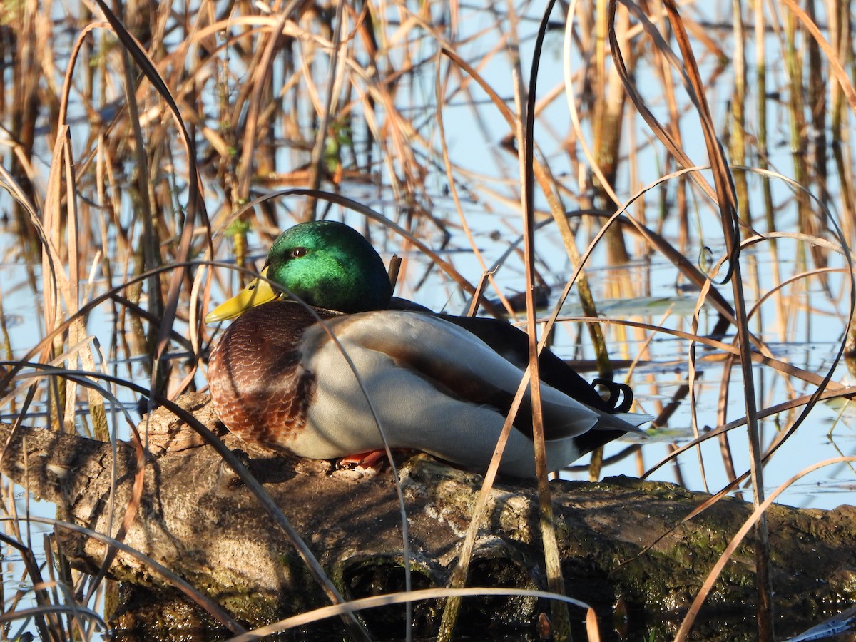 Mallard - ML643731744