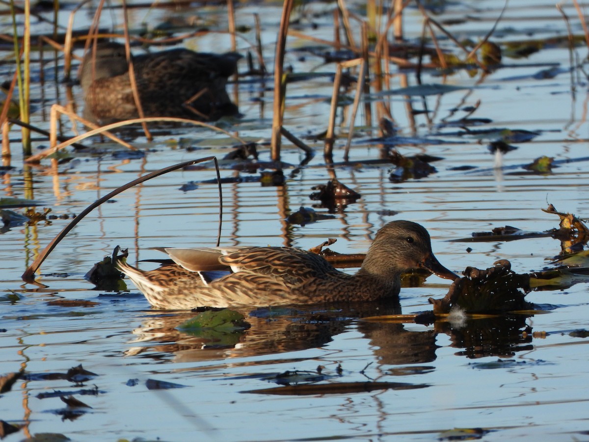 Mallard - ML643731751