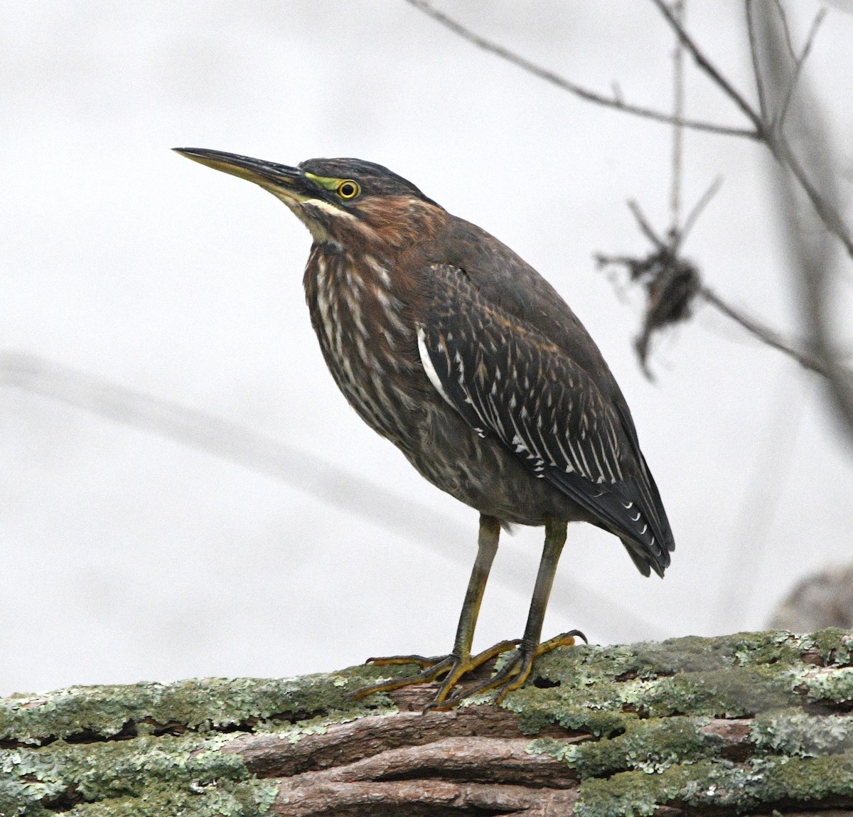 Green Heron - ML643731764