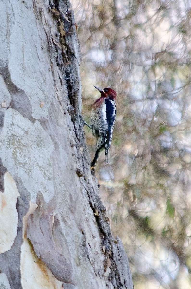 Red-breasted Sapsucker - ML643731765