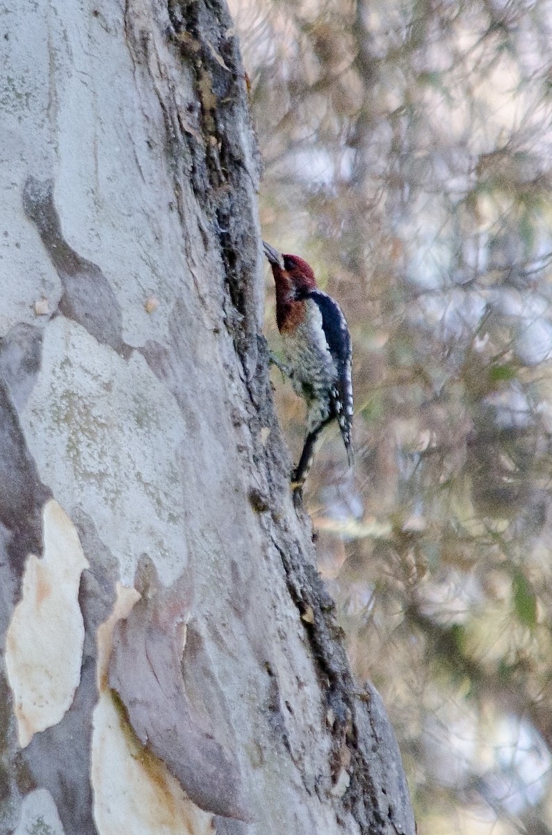 Red-breasted Sapsucker - ML643731766