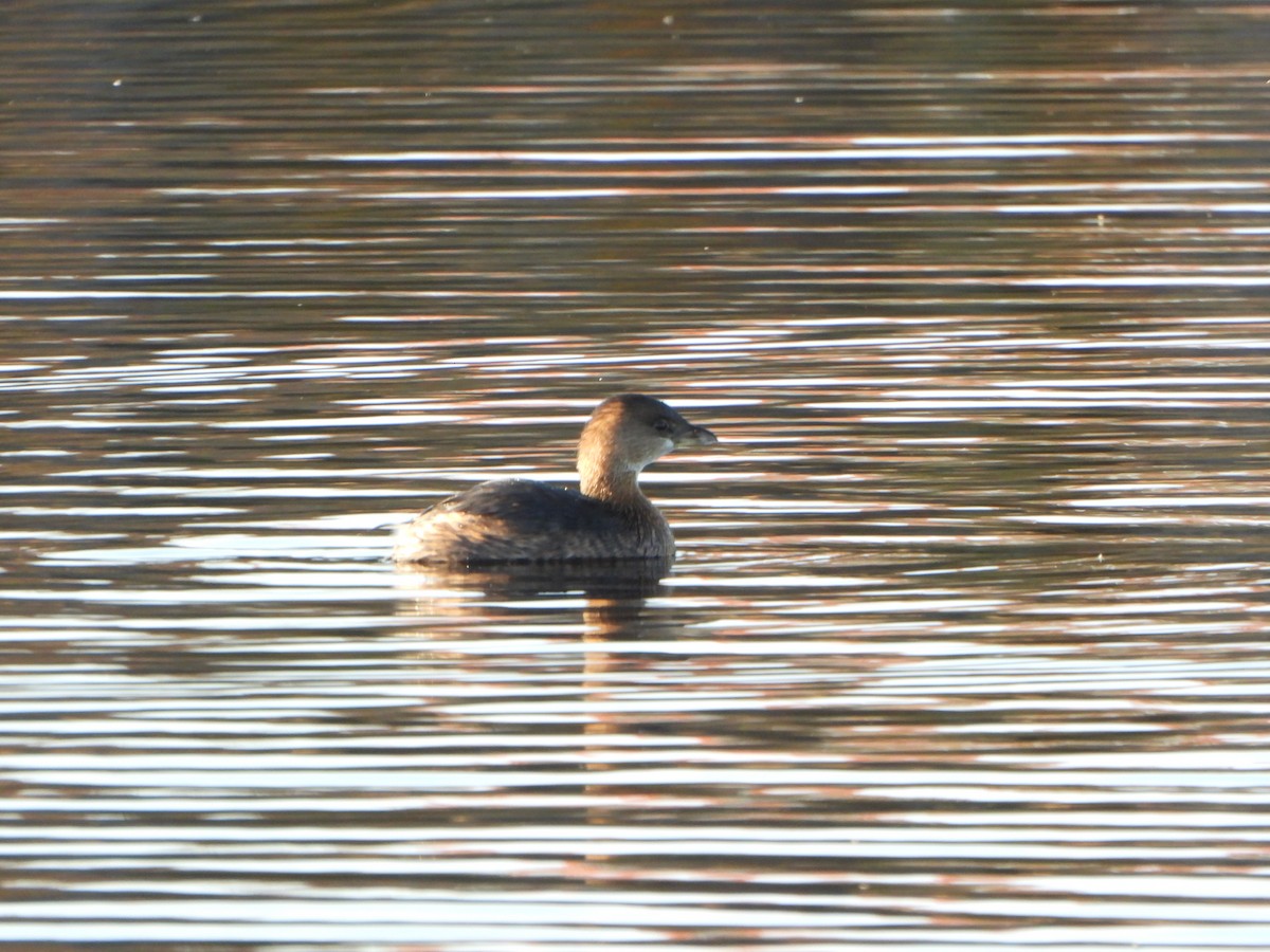 Pied-billed Grebe - ML643731769
