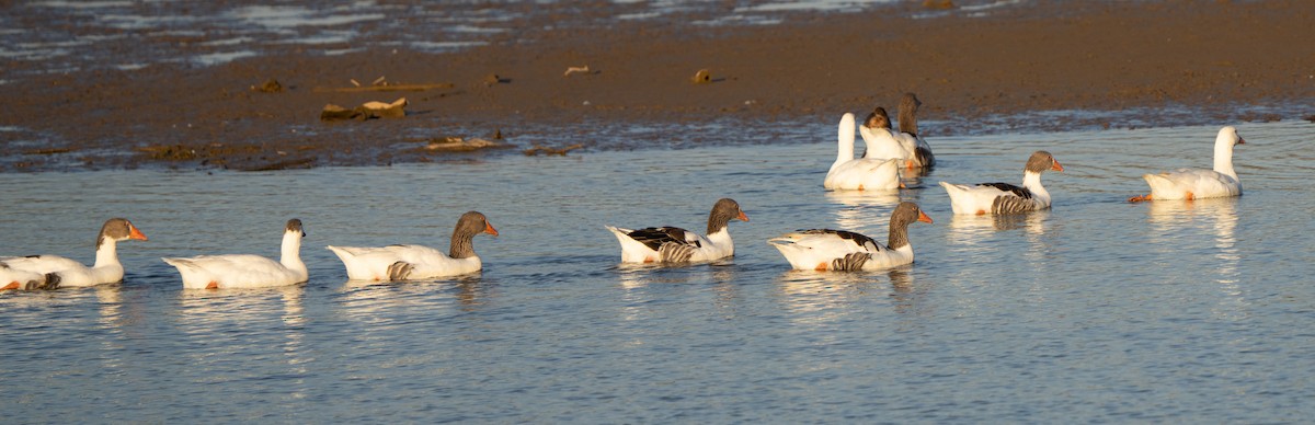Graylag Goose (Domestic type) - ML643731770