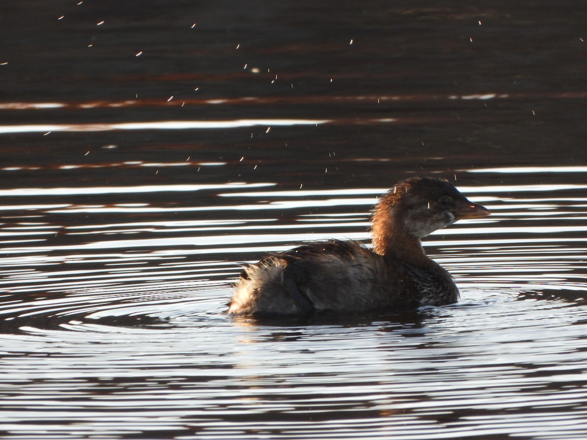 Pied-billed Grebe - ML643731772
