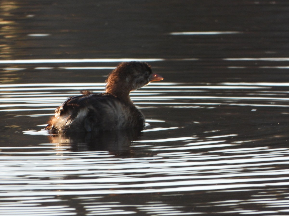 Pied-billed Grebe - ML643731774
