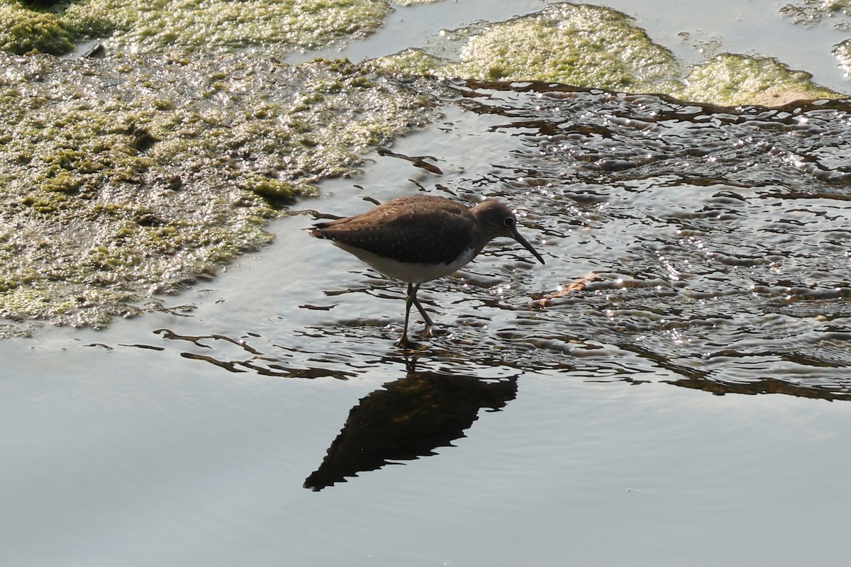 クサシギ - ML643731775