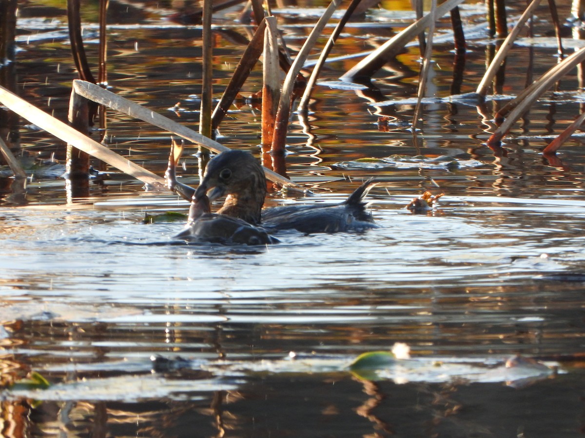 Pied-billed Grebe - ML643731776
