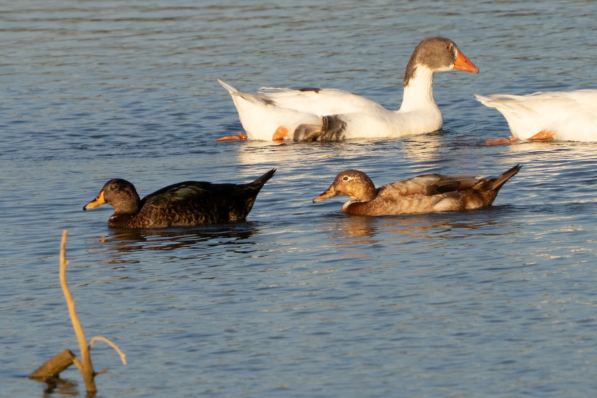 Mallard (Domestic type) - ML643731777