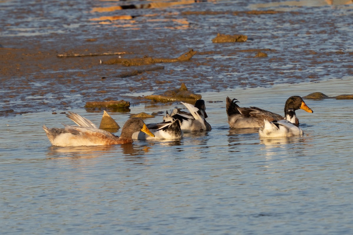 Mallard (Domestic type) - ML643731778