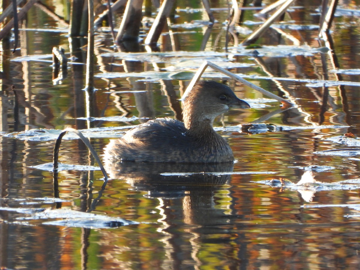 Pied-billed Grebe - ML643731779