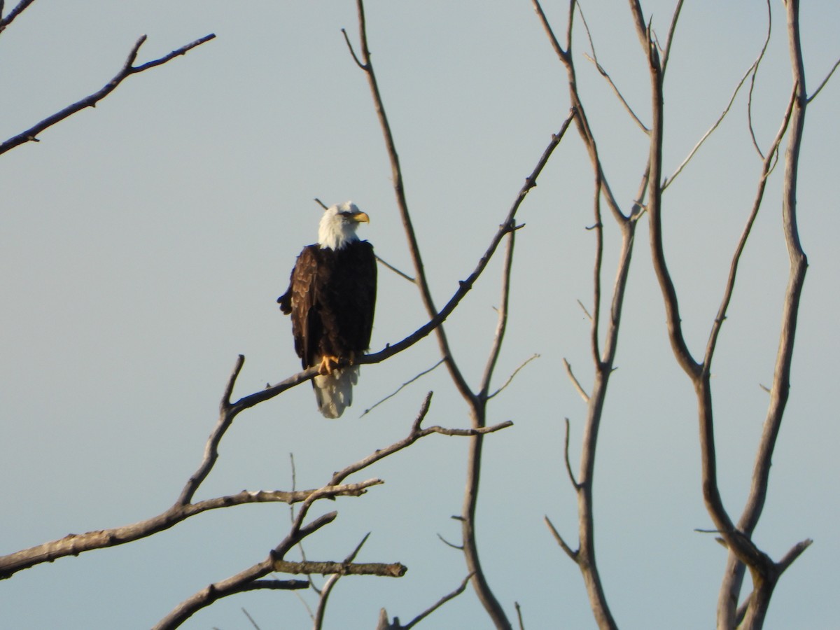 Bald Eagle - ML643731793