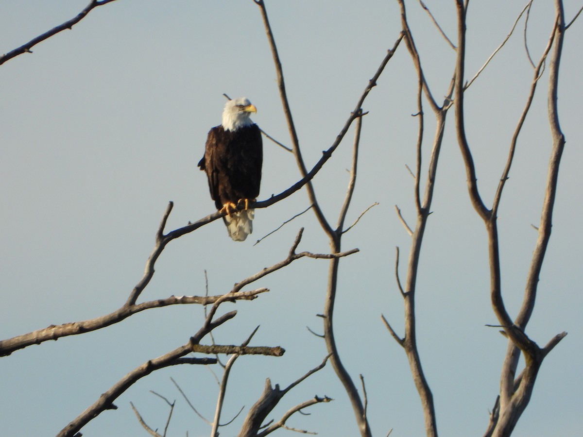 Bald Eagle - ML643731796