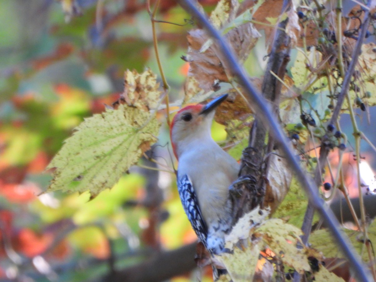 Red-bellied Woodpecker - ML643731798