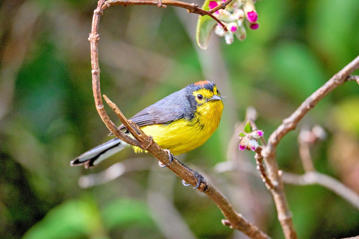 Spectacled Redstart - ML643731805