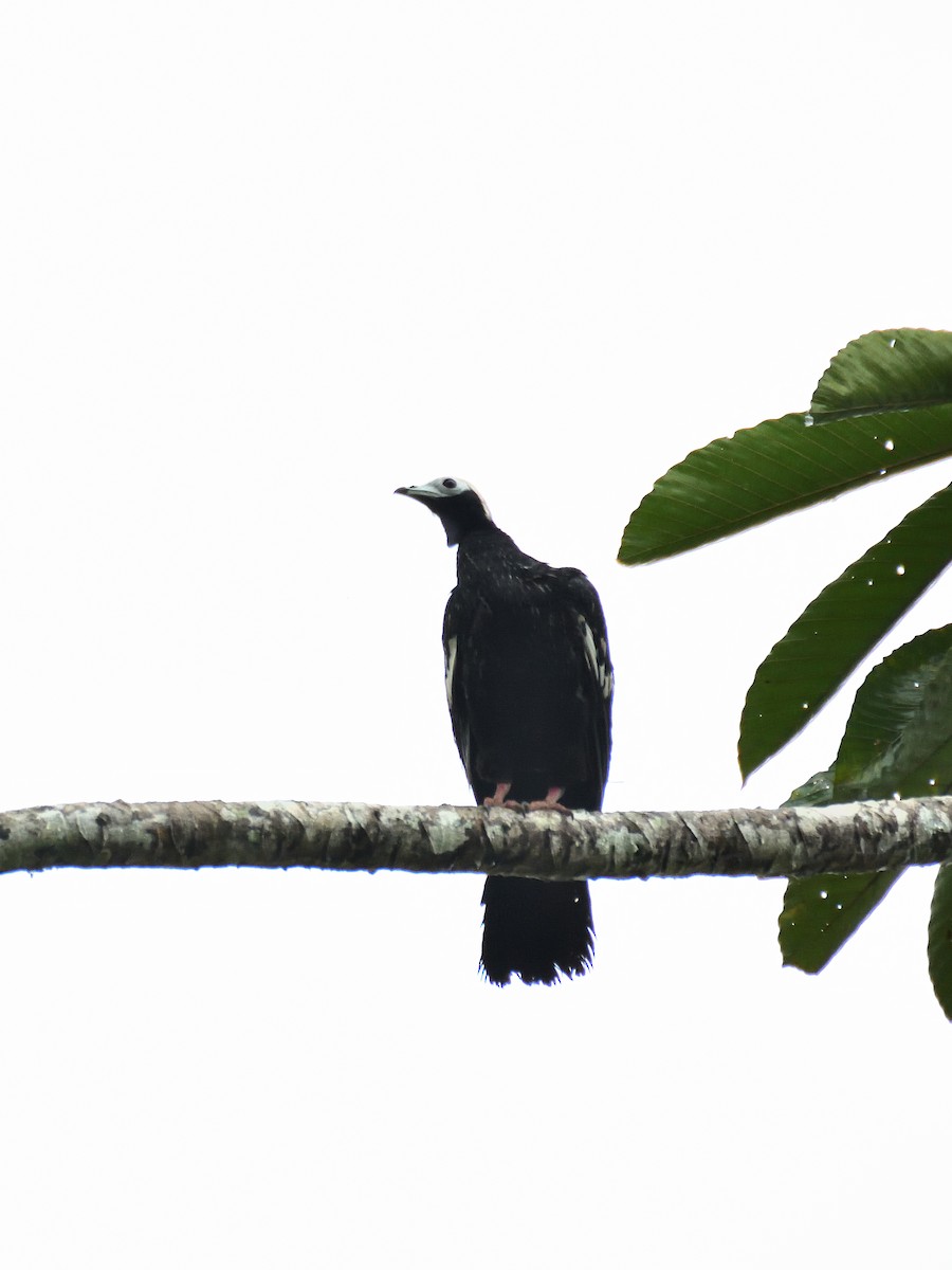 Blue-throated Piping-Guan - ML643731819