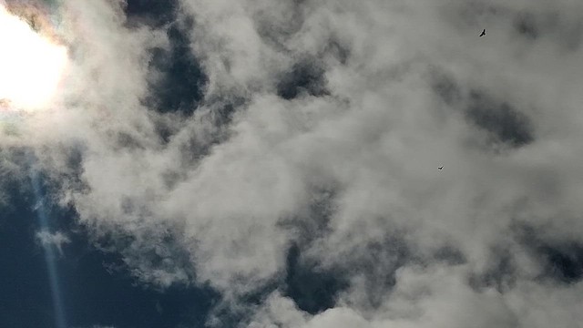 Hawaiian Hawk - ML643731830