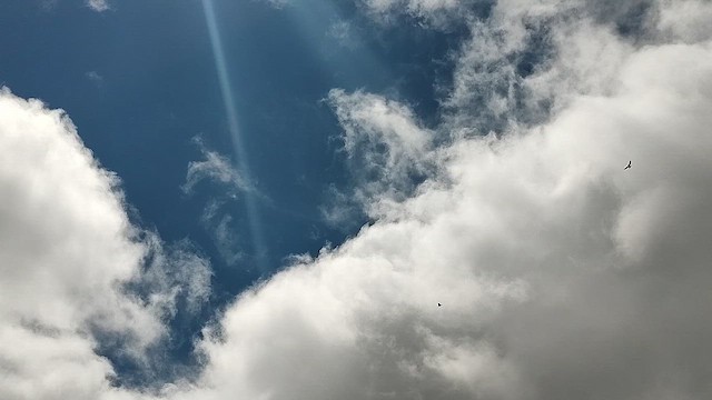 Hawaiian Hawk - ML643731832