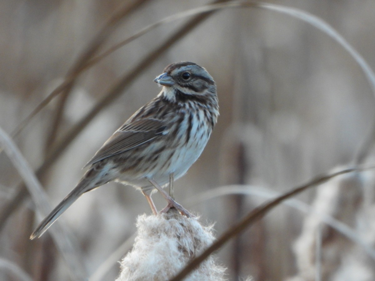 Song Sparrow - ML643731833