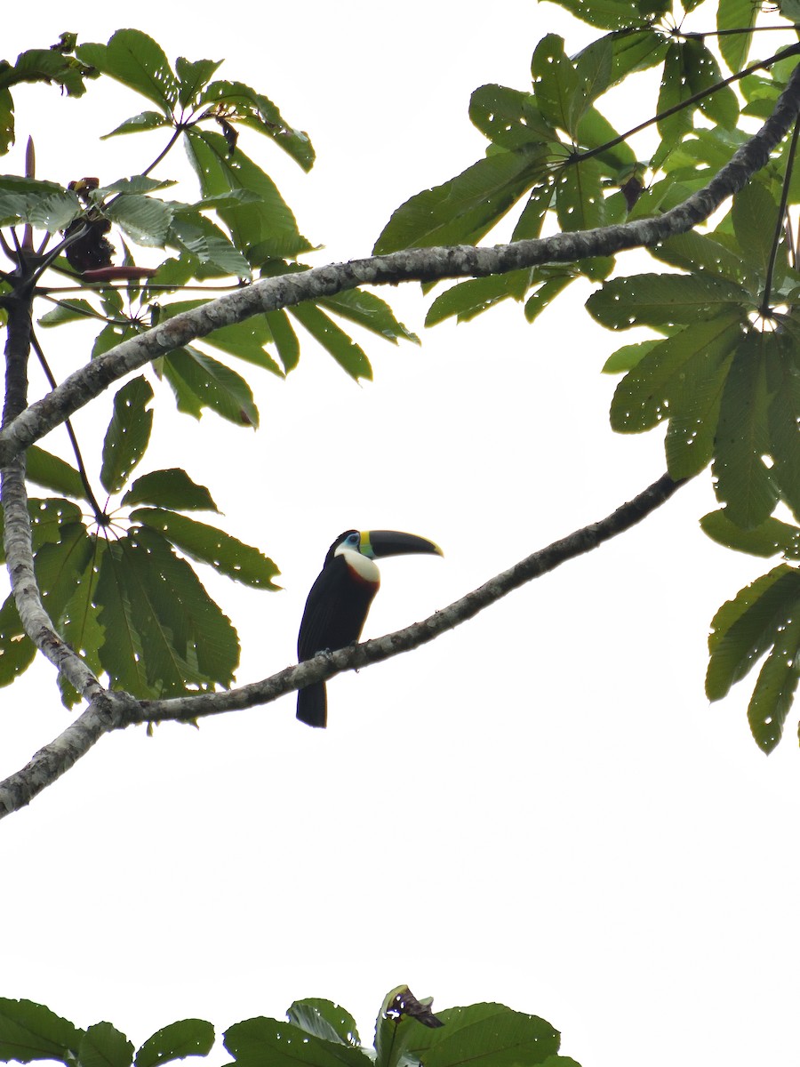Toucan vitellin - ML643731850