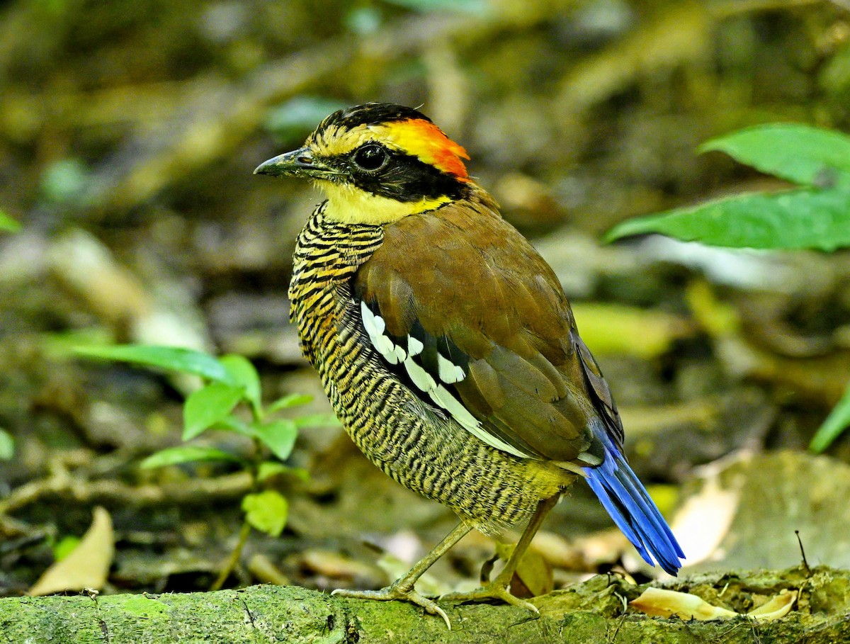 Malayan Banded-Pitta - ML643731858