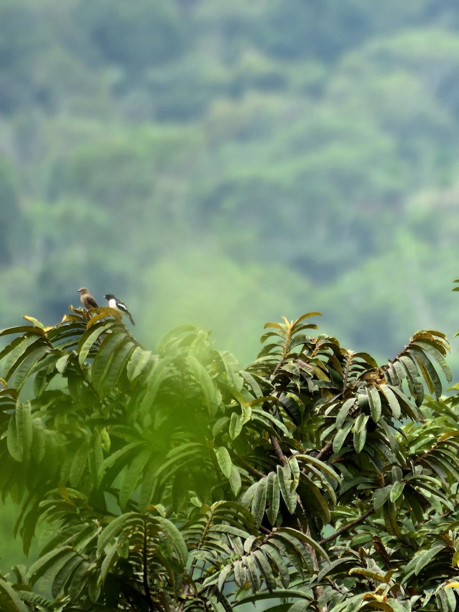 Purple-throated Cotinga - ML643731877