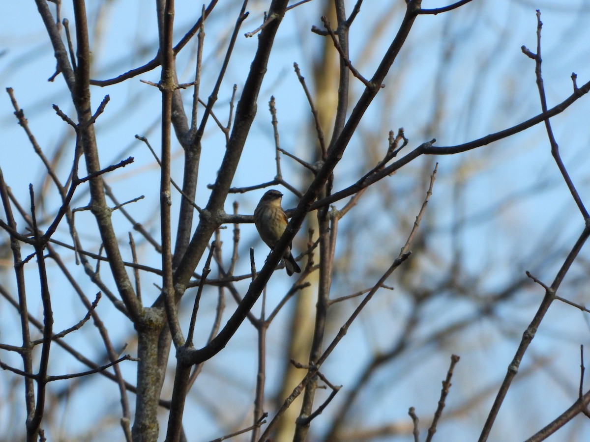 Yellow-rumped Warbler - ML643731878