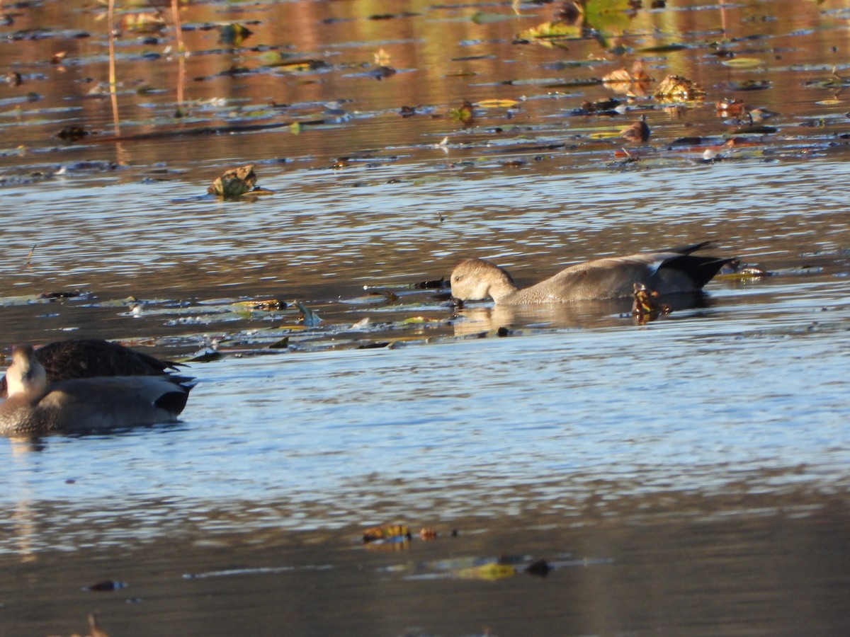Gadwall - ML643731908