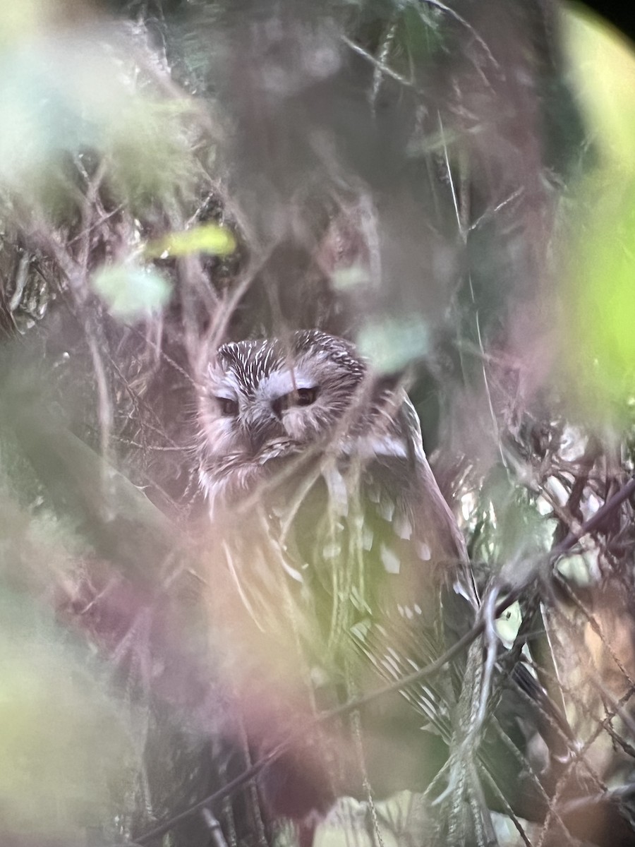 Northern Saw-whet Owl - ML643731911
