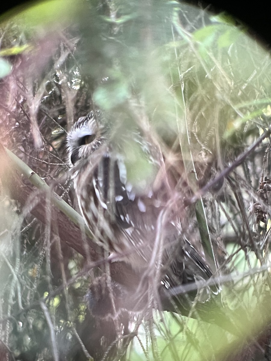 Northern Saw-whet Owl - ML643731913