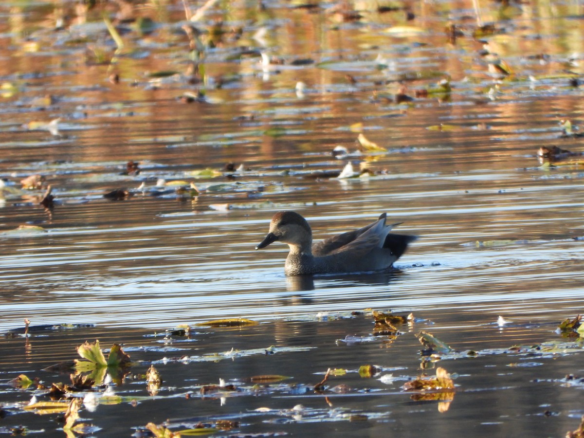 Gadwall - ML643731917