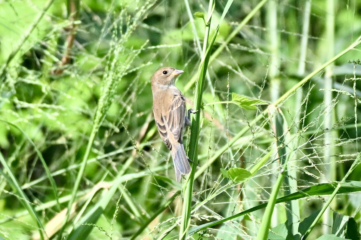 Indigo Bunting - ML643731923