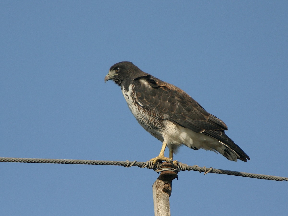 White-tailed Hawk - ML643731965