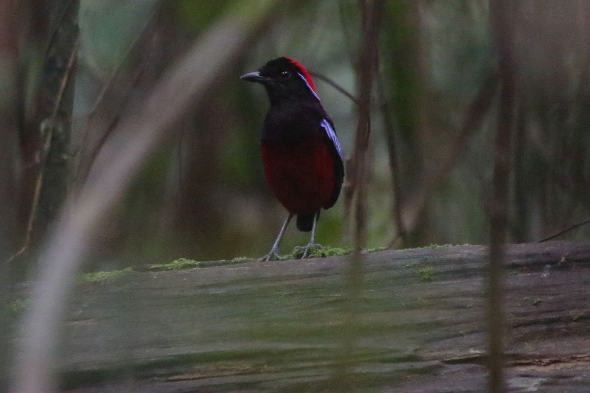 Garnet Pitta - ML643731981