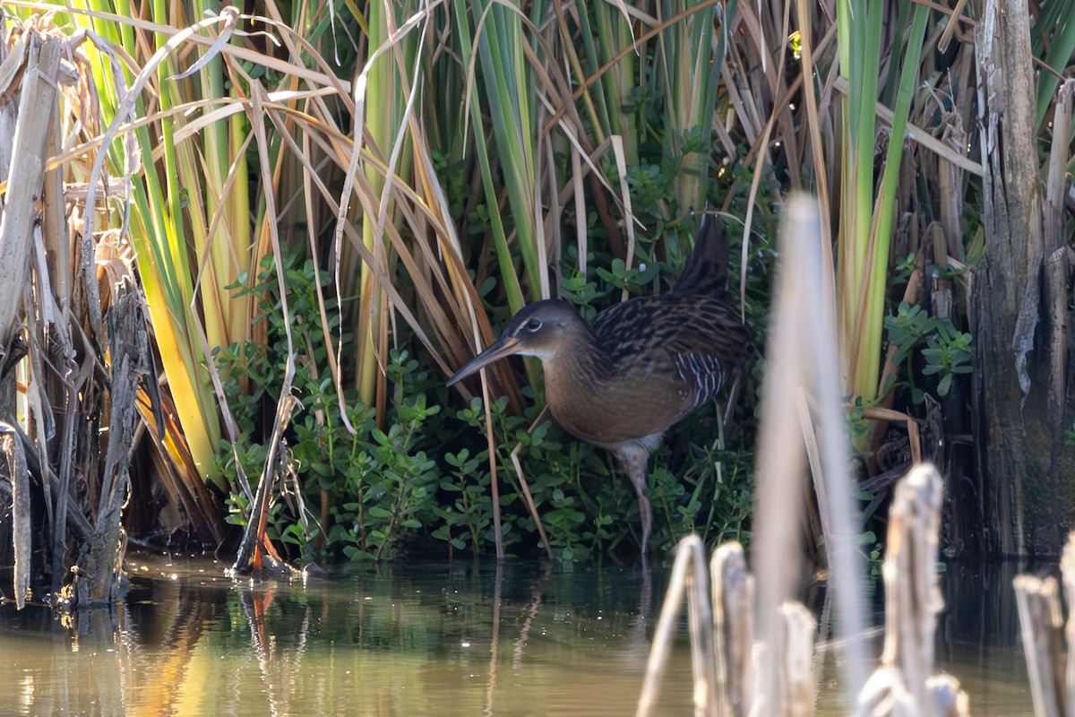 King Rail - ML643731984